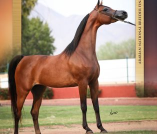 2020 Arabian National Breeder Finals with Pink Rose SRA thumbnail picture