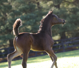 2022 Guardian Progeny – His First Foals Are Spectacular! thumbnail picture